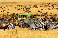 10 Days Budget Safari in Tanzania