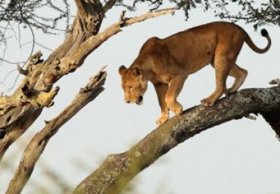5 Days Best of Tanzania Safari