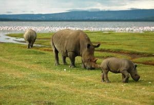 1 Day Lake Nakuru &lake Naivasha Boat Excursion Safari 2