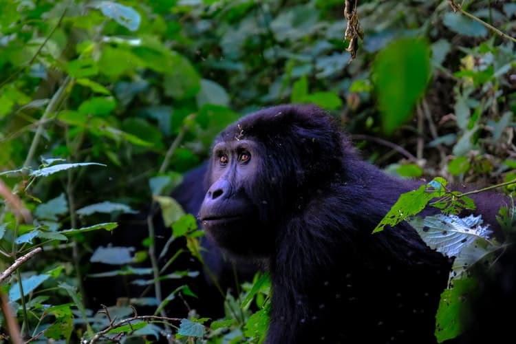 10 Days Uganda Wildlife Tour And Gorilla Trekking Safari Kabira Uganda Safaris