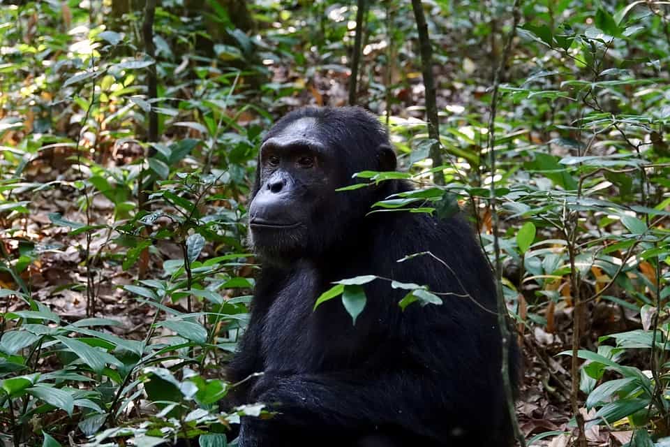 12 Days Uganda Gorilla Trekking Safari, Wildlife Tour Kabira Uganda Safaris