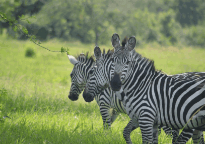 5 Days Tsavo East, Tsavo West & Amboseli Safari