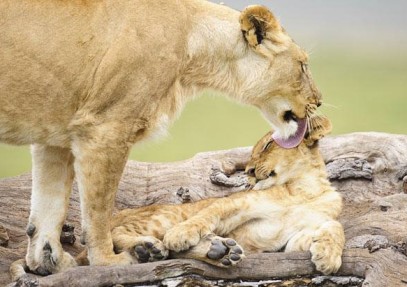3 Days Masai Mara Migration Safari