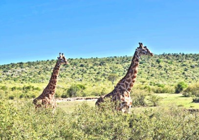 7 Days Masai Mara, Lake Nakuru & Amboseli Safari