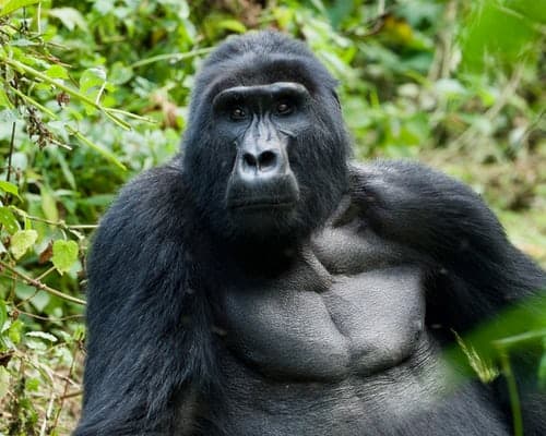 3 Days Bwindi Gorilla Trekking Safari Uganda Kabira Safaris And Tours