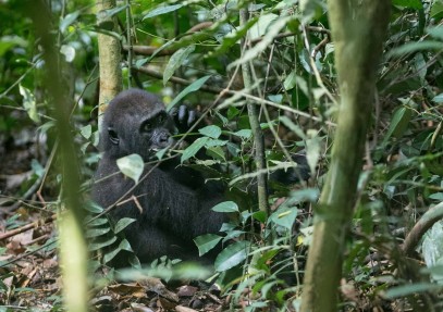 Lobeke National Park Safari