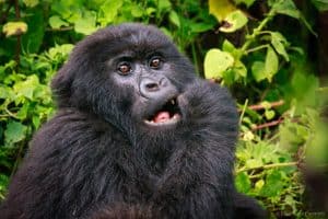 Juvenile Gorilla Eating