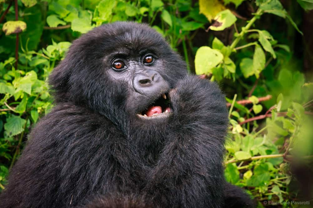 Juvenile Gorilla Eating