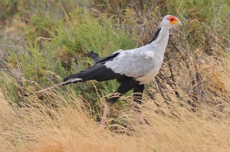 59680213 1076000589254914 7965076769520746496 N