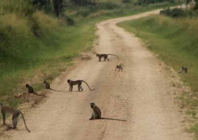 8-Day Primate & Wildlife Safari