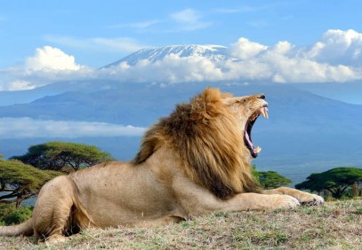 6-Day Amboseli, Lake Nakuru, Masai Mara Safari