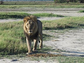 Big Lionn