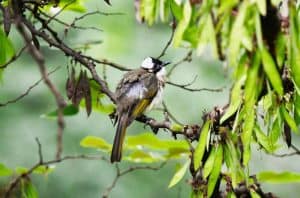 Birding2