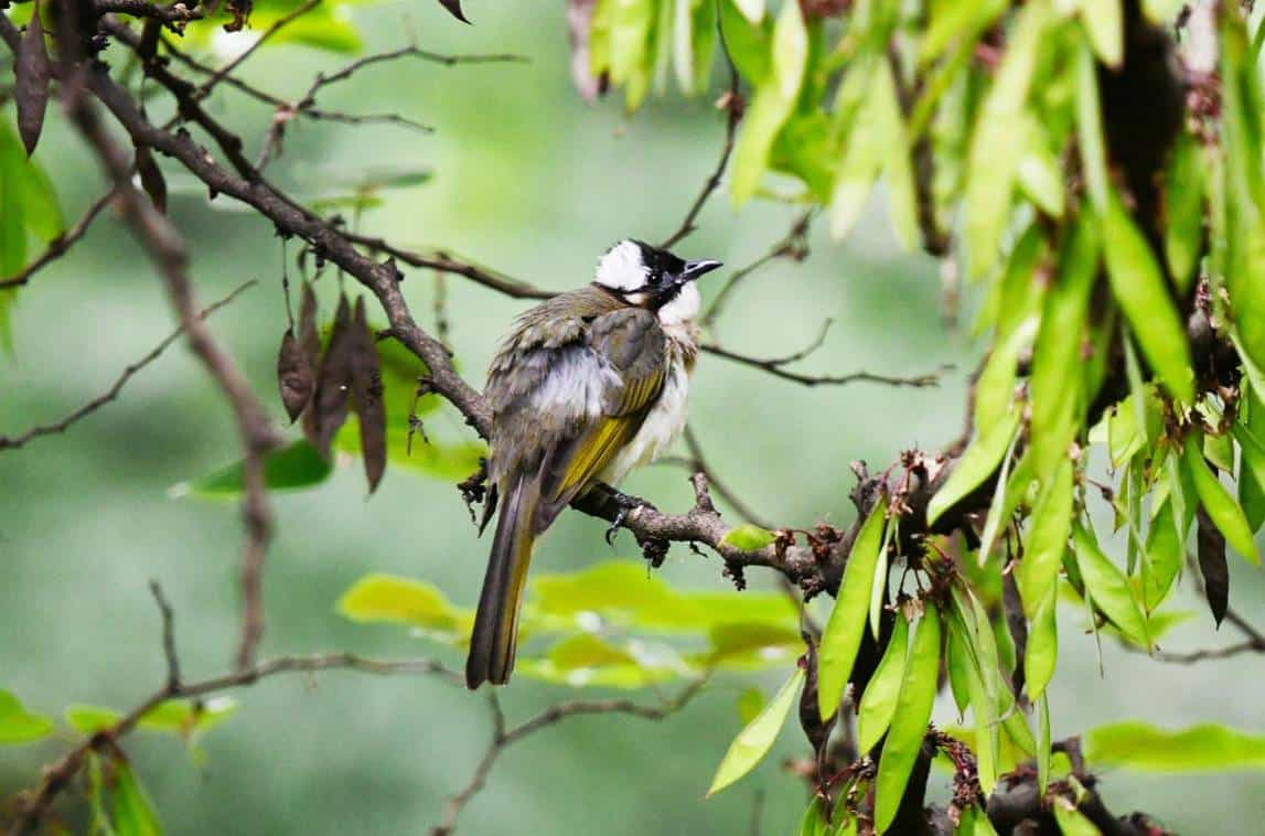 Birding2