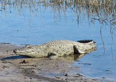 3-Day Okavango Delta Expeditions Trip