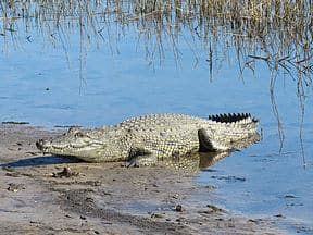 Crocodile By The Water