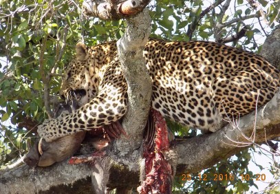 6-Day Kenyan National Park Safari