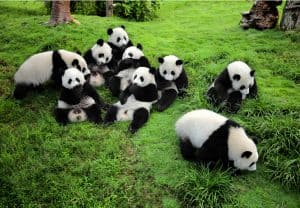 Day 02 Panda In Chengdu