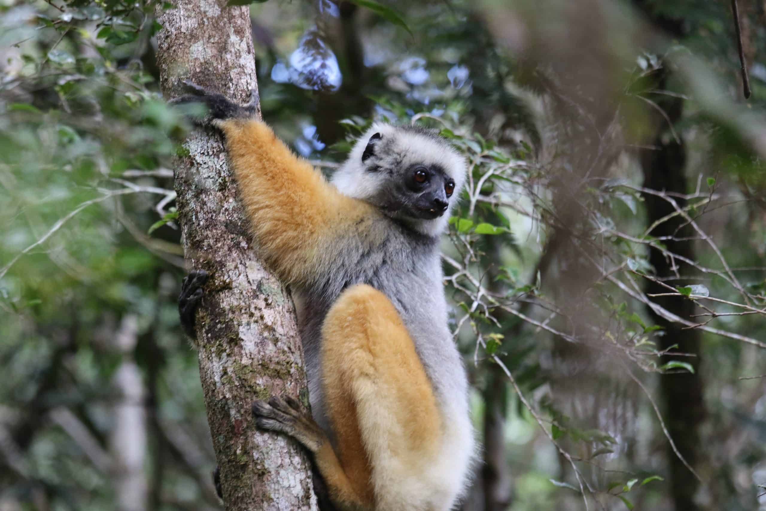 Diadem Sifaka Ampano Tours