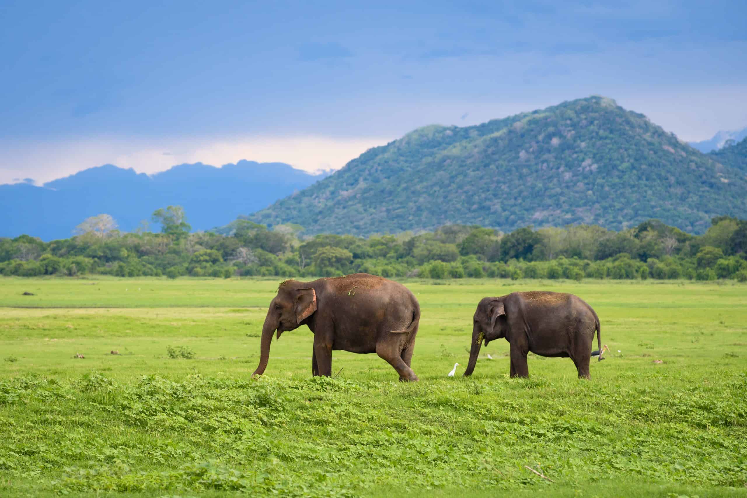 Elephants, Minneriya National Park Shutterstock 728445076