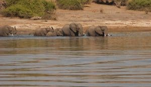 Elephants In The River
