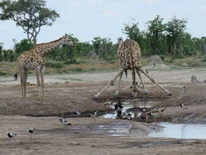Giraffe Drinking Water