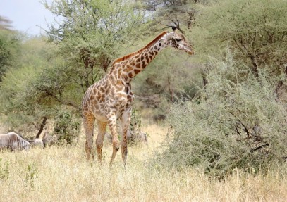 5-Day Camping Safari in Manyara, Serengeti and Ngorongoro