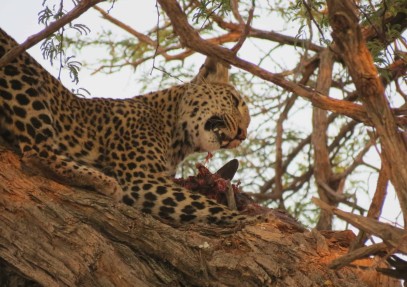 11-Day Magical Camping Safari in Botswana and Zimbabwe
