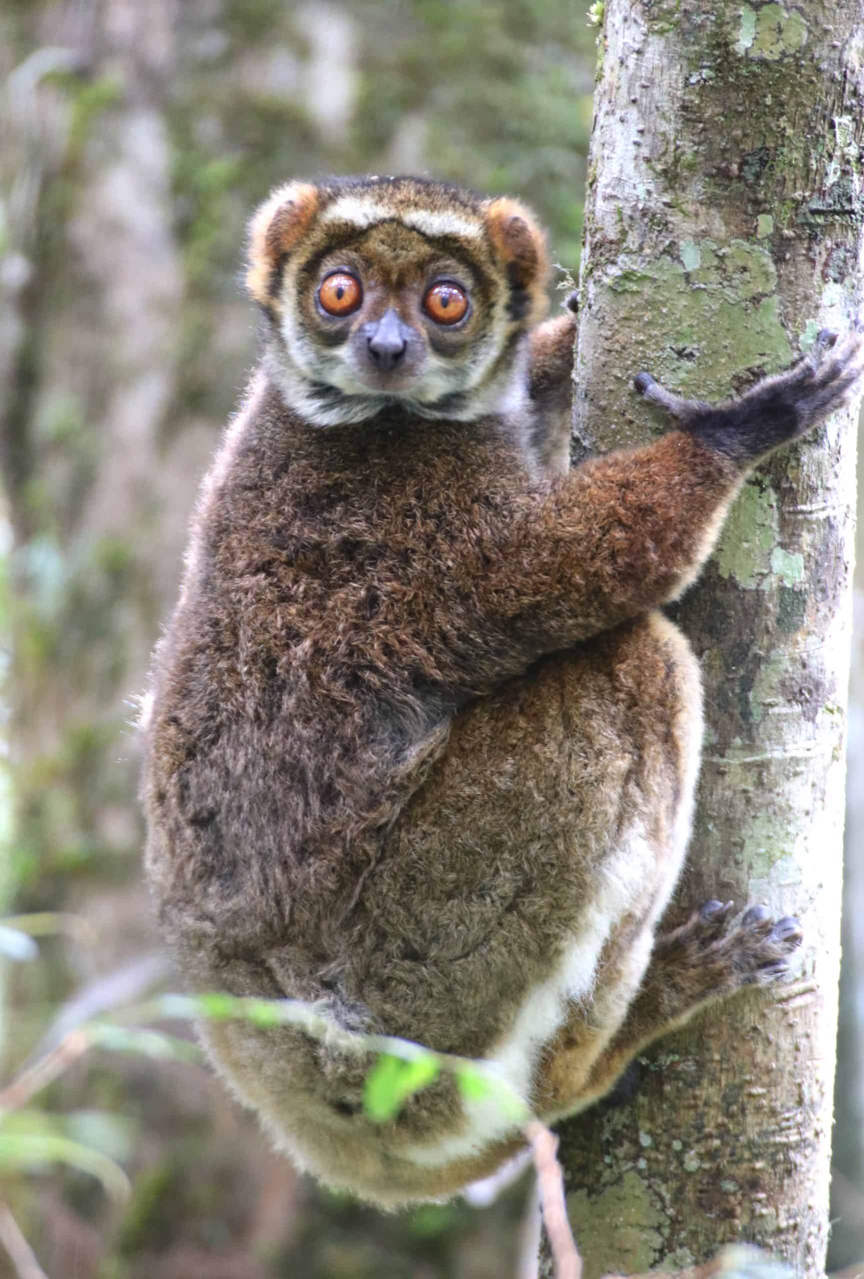 Img 04 (81) Eastern Wooly Lemur (avahi Laniger)