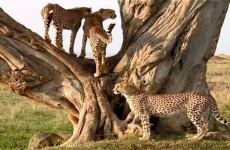 2-Day Special Safari Tarangire National Park & Ngorongoro Crater