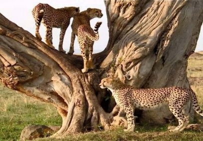 2-Day Special Safari Tarangire National Park & Ngorongoro Crater