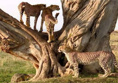2-Day Special Safari Tarangire National Park & Ngorongoro Crater
