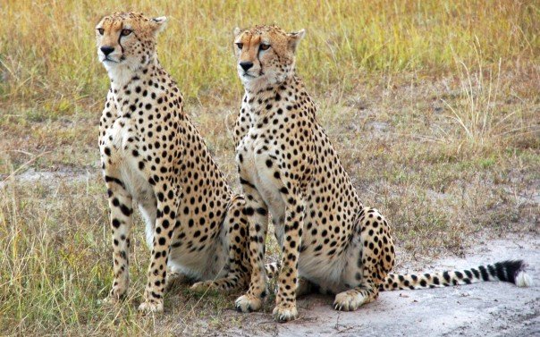 Mikumi National Park