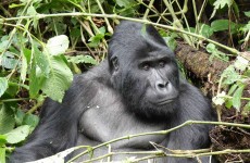 8-Day Gorilla Trekking, Game Viewing and White Water Rafting