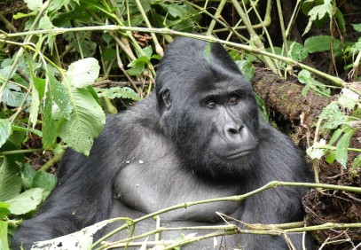 8-Day Gorilla Trekking, Game Viewing and White Water Rafting