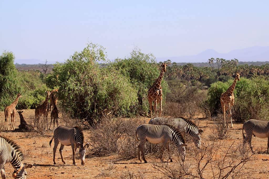 Reserve Samburu