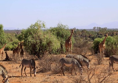 5 Days Aberdares and Samburu Safari