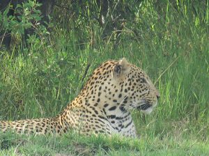 Resting Leopard