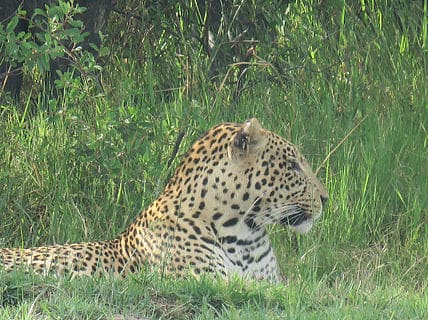 Resting Leopard