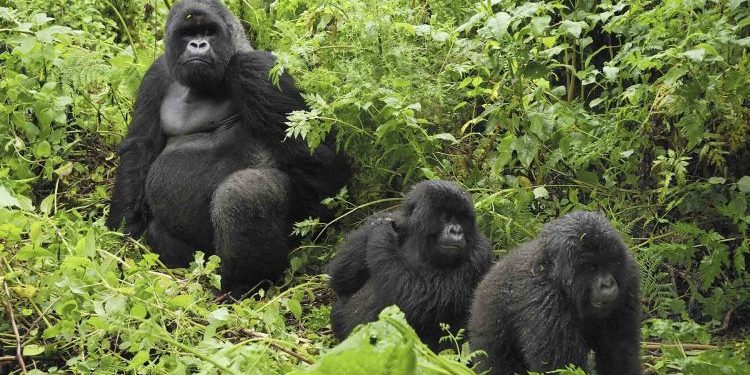 Rwanda Mountain Gorillas Move To Mgahinga Gorilla National Park
