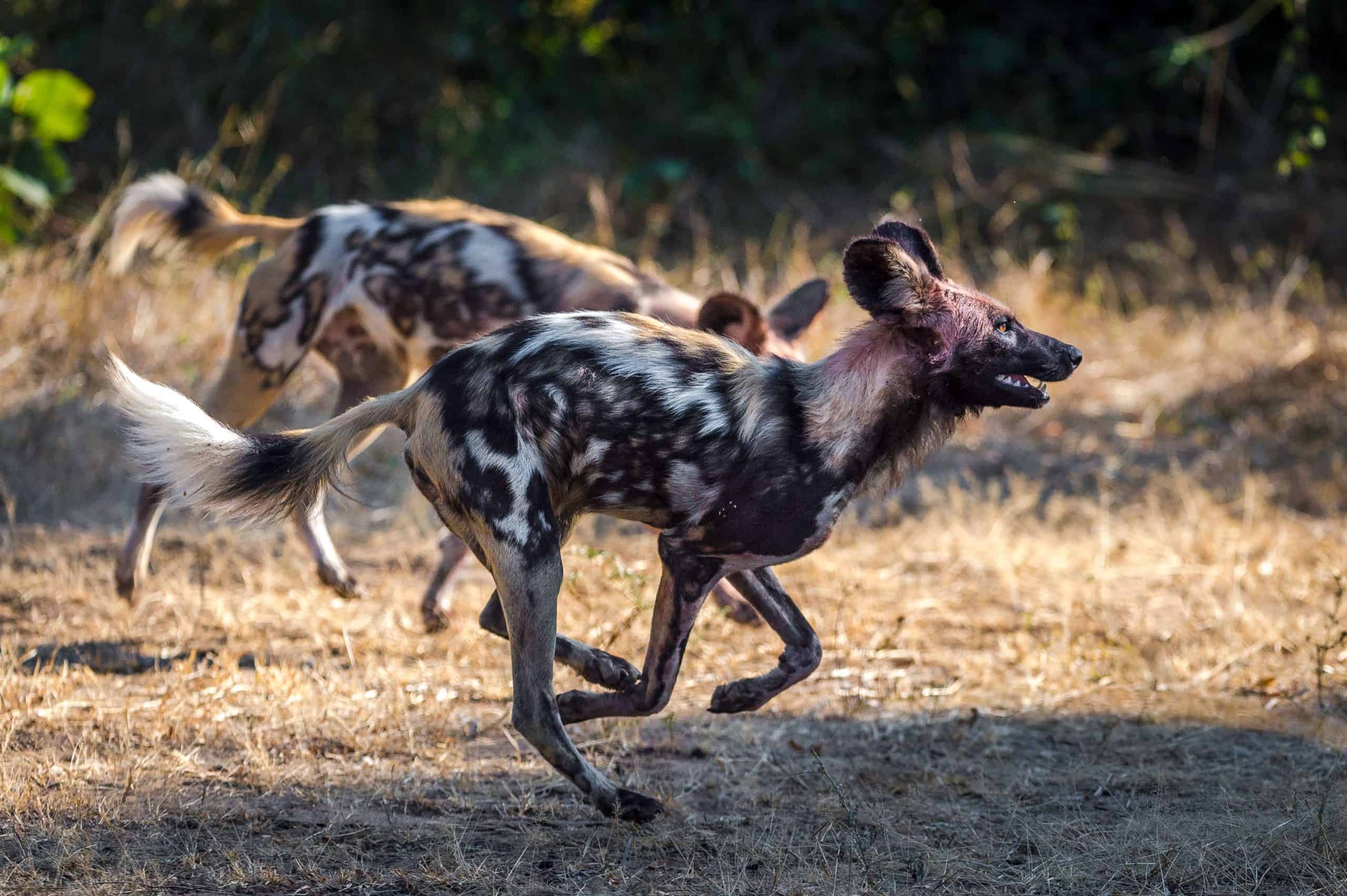 S Luangwa 2015 06 166 (1)