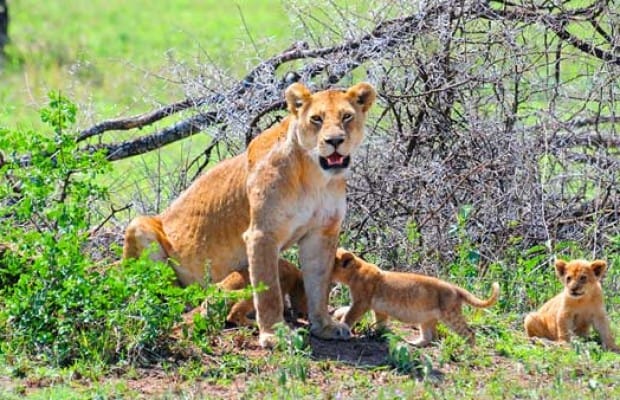 Saadani National Park 620x400