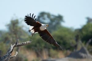 Botswana Wild Life. Semowi Photography.