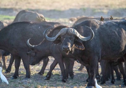 11-Day Buffalo Safari