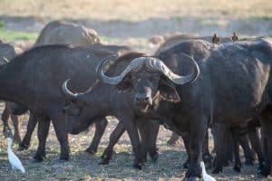 Botswana Wild Life. Semowi Photography.