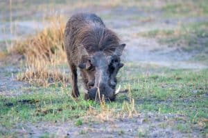 Botswana Wild Life. Semowi Photography.