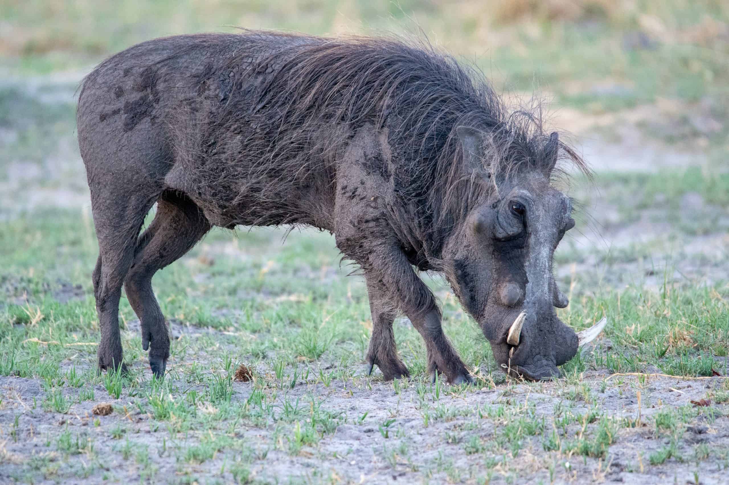 Botswana Wild Life. Semowi Photography.