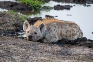 Botswana Wild Life. Semowi Photography.