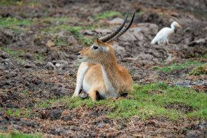 Botswana Wild Life. Semowi Photography.
