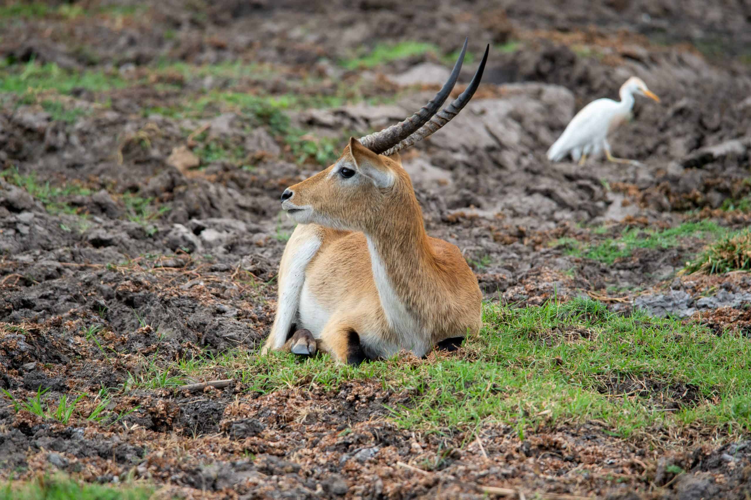 Botswana Wild Life. Semowi Photography.
